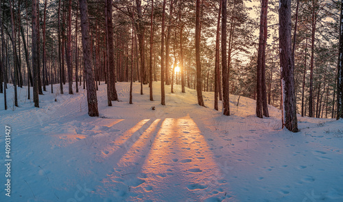 Sunset in winter snowy forest. Colorful sunset in coniferous forest with pine trees. Winter landscape.