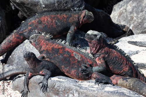 Marine Iguana, Amblyrhynchus cristatus, sunning in the Galapagos