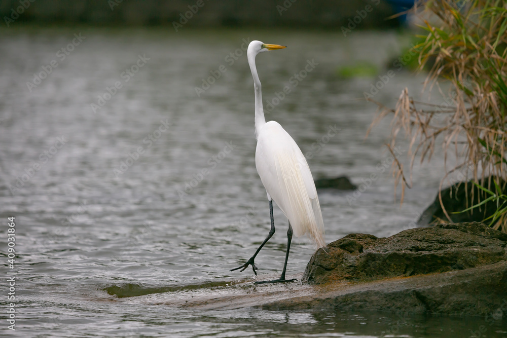 White Heron looking for the food in Lake Nicaragua of Nicaragua, central America... White Heron looking for the food in Lake Nicaragua of Nicaragua, central America...
