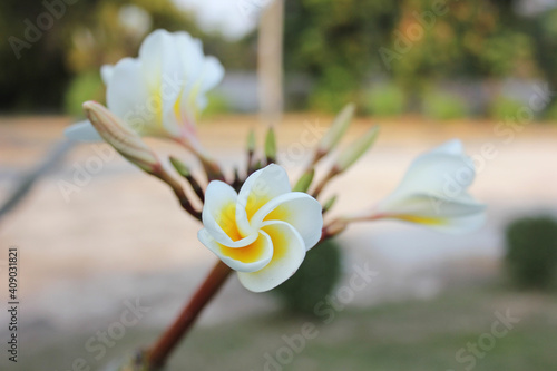 Green Natural Champa Plumeria Evergreen Plant flowers plant