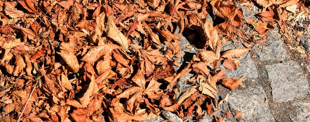 Dry foliage on Sidewalk, pavement paved with old natural stone. Textured banner, pattern. Copy space. Dry foliage on Sidewalk, pavement paved with old natural stone. Textured banner, pattern. Copy space.