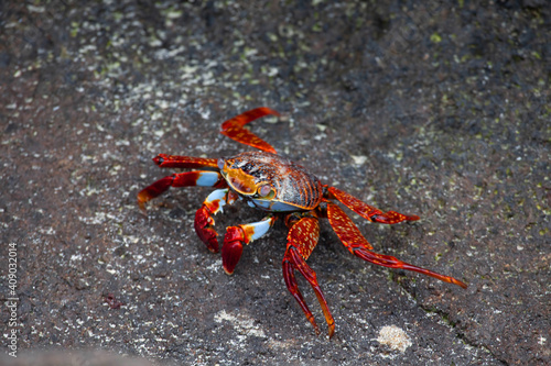 Close up of Sally Lightfoot Crab, Grapsus grapsus, in the Galapagos