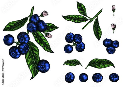 Blueberries. Hand drawn illustration background. Wild berries set. Vector design with fruits, flowers, leaves sketches. 