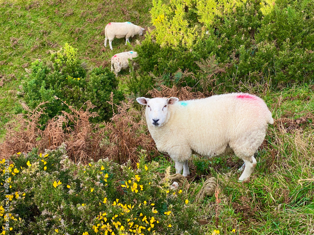 Obraz premium Lambs and sheep grazing amongst gorse bushes in rugged coastal farmland on the Isle of Man