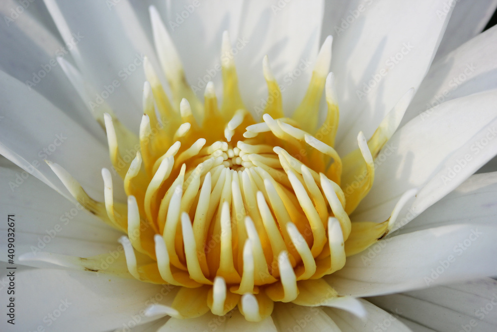 Lotus flower, Beautiful of aquatic plant. White lotus. Lotus flower, Beautiful of aquatic plant. White lotus.