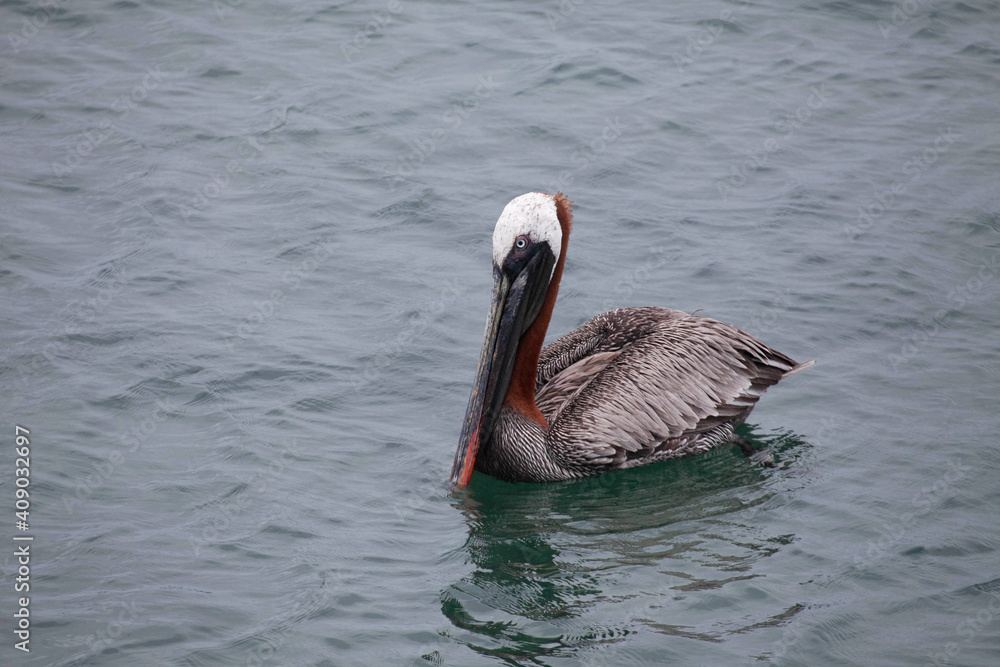 Brown Pelican, Pelecanus occidentalis, in breeding plumage from the Galapagos Islands Brown Pelican, Pelecanus occidentalis, in breeding plumage from the Galapagos Islands