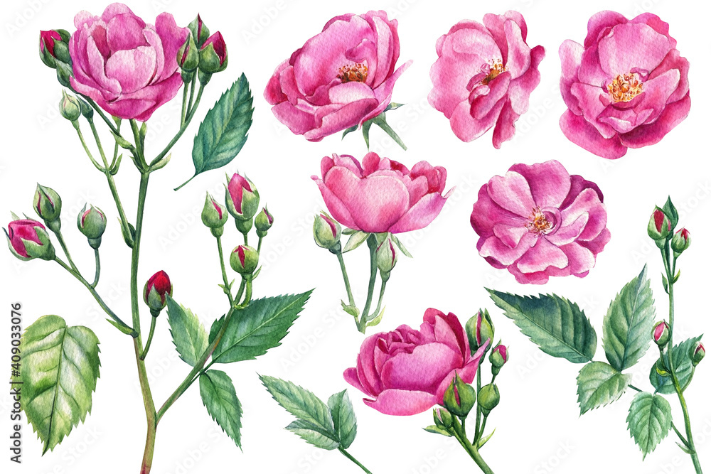 Pink roses on white isolated background, watercolor botanical illustration Pink roses on white isolated background, watercolor botanical illustration