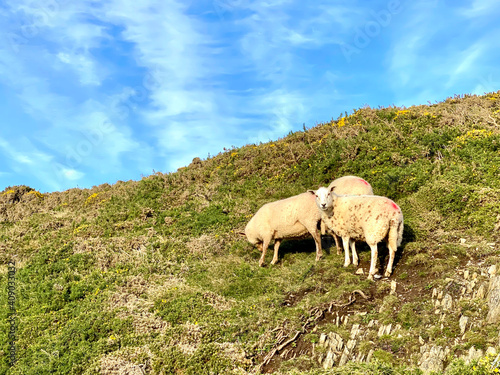 sheep on the mountain