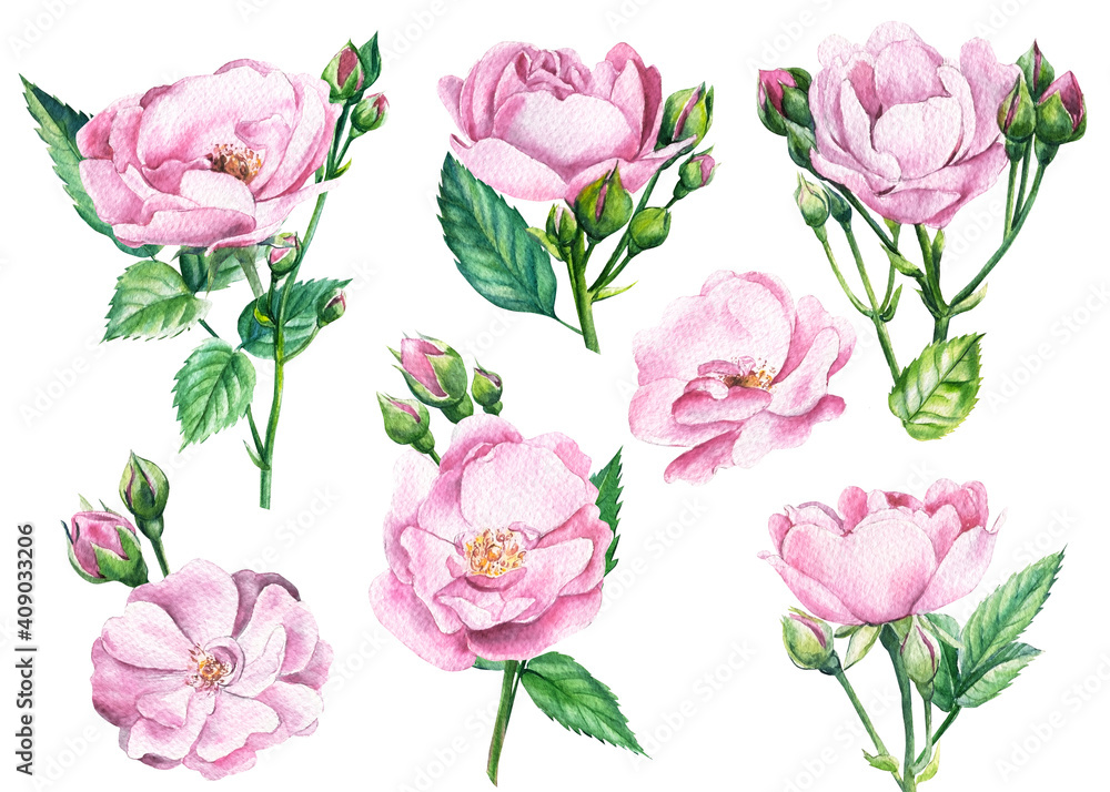 Obraz premium Blooming light pink roses, buds and leaves on white isolated background, watercolor illustration. Wedding floral design
