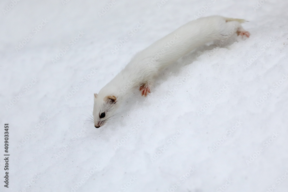Naklejka premium least weasel