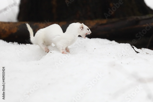 least weasel photo