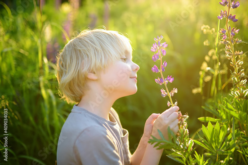 Cute preschooler boy admiring of lupine flowers in field on sunset. Inquisitive child exploring nature at summer.