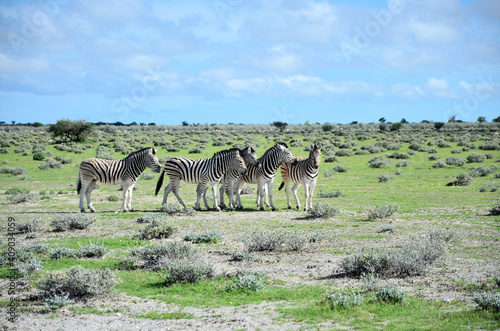 Zebras im Etosha Nationalpark  Namibia