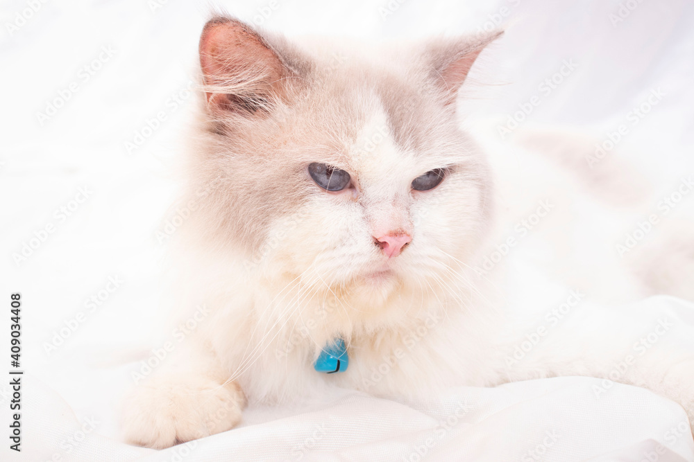 white persian cat on white background