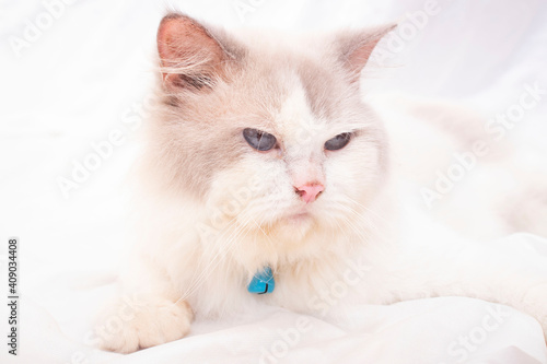white persian cat on white background