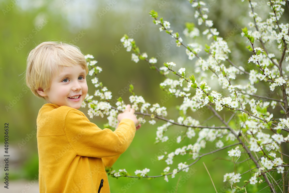 Glad boy admiring blossom cherry tree in sunny garden. Glad boy admiring blossom cherry tree in sunny garden.
