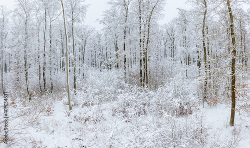 Wallpaper Mural verschneiter Wald Harz Selketal Torontodigital.ca
