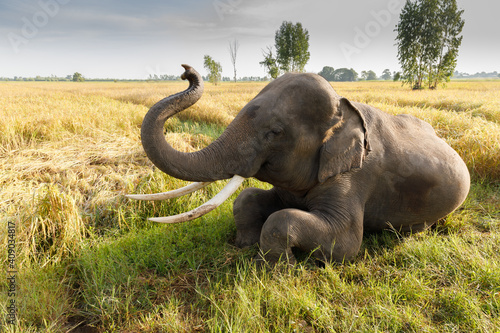 Thai elephants sit in the white rice fields. in Thailand