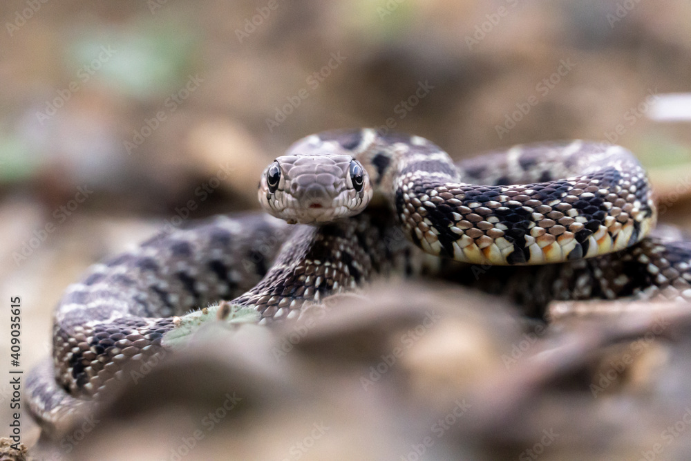 Stock photo of isolated small snake in the forest. Stock photo of isolated small snake in the forest.
