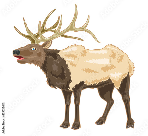 Elk cartoon illustration 