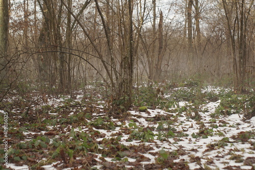 Wallpaper Mural snow melts in the forest  Torontodigital.ca