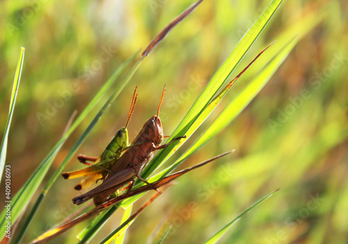pair of Metrioptera roeselii grasshopper photo