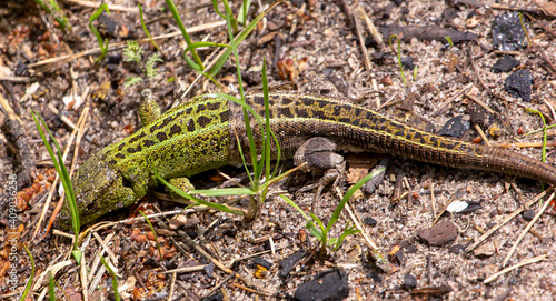 green lizard in a spring forest hiding behind foliage, horizontal
