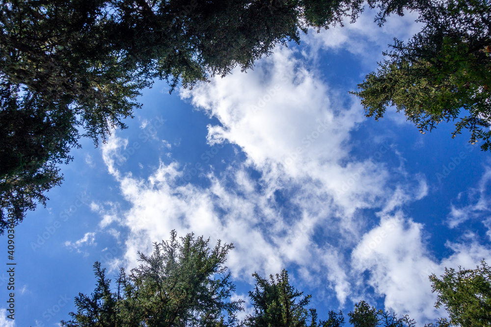 Sky and pine forest view from below
