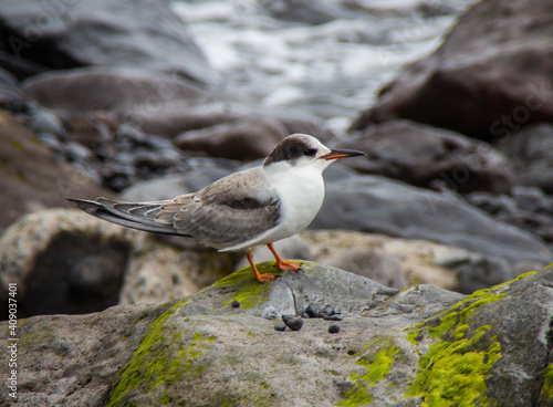 Grand gravelot à Madère