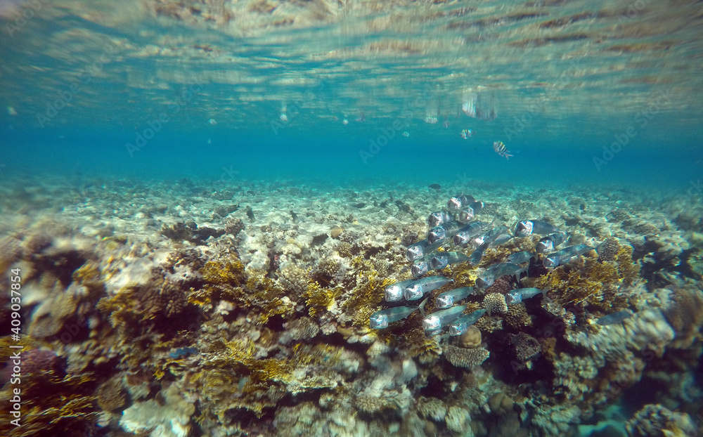 Tropical coral reef. Ecosystem and environment. Egypt. Near Sharm El Sheikh