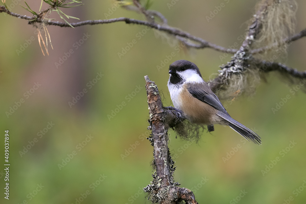 Obraz premium Siberian tit