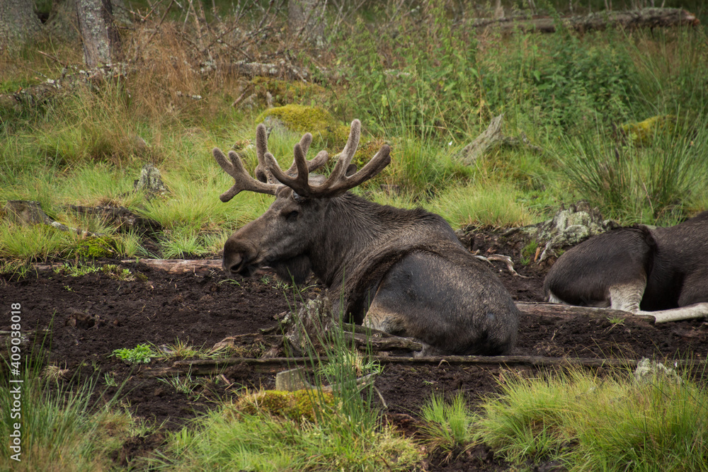 A moose lying on the ground