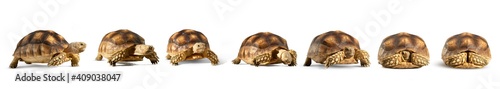 Collection of turtles (Centrochelys sulcata) isolated on white background. Turtle shrinking its head