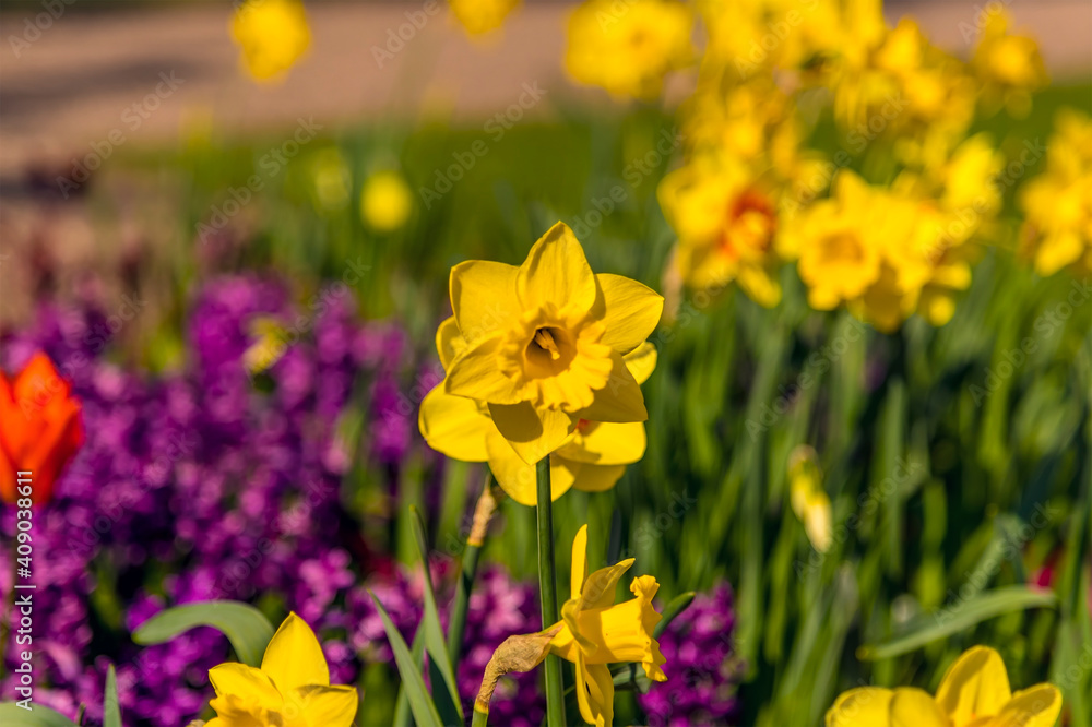 Fototapeta premium A close up of a spring daffodil with blurred background near Warwick, Warwickshire UK