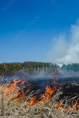 Burning field of dry grass and trees on the background of a large-scale forest fire. TWild fire due to hot windy weather in summer.  © Maryna