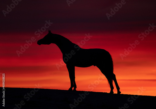 horse on sunset background © Tani