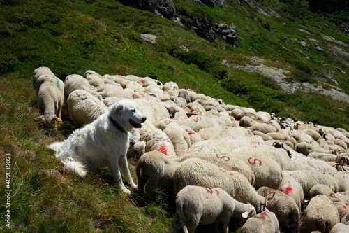 Chien patou de protection avec un troupeau de mouton dans les Alpes photo