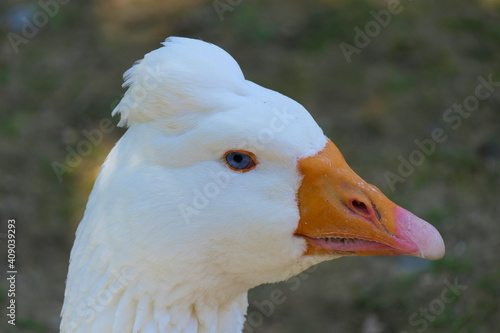 Head portrait of the tufted Roman goose an Italian breed of domestic goose