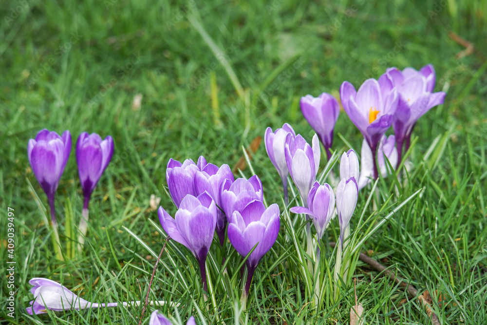 Krokusse Krokusse