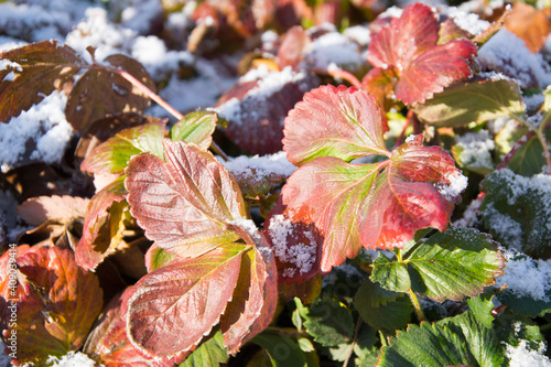 Strawberry leaves under the first snow
