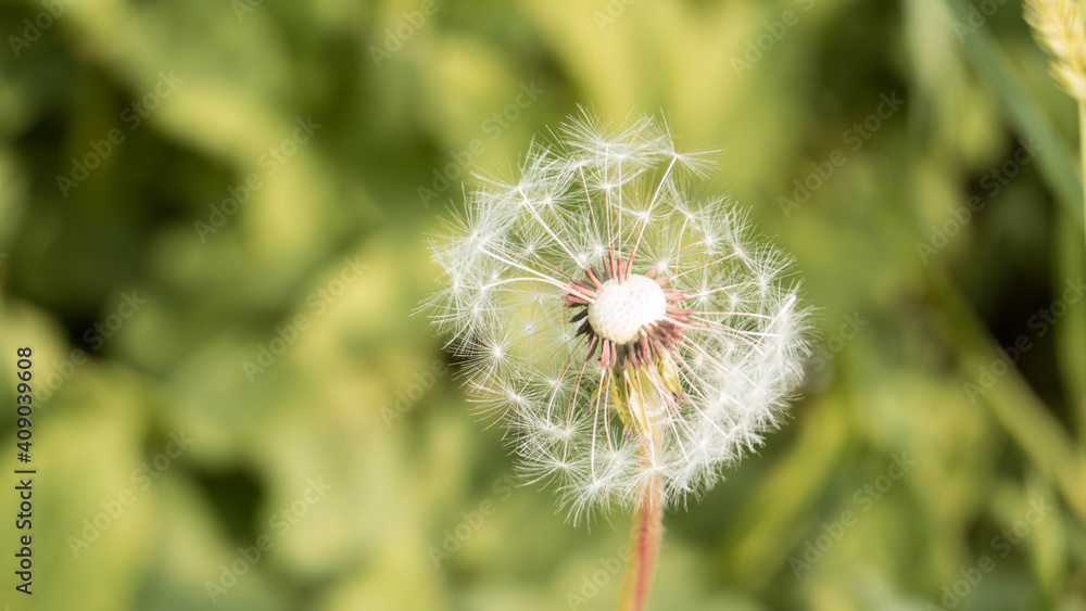 Fototapeta premium dandelion seed head