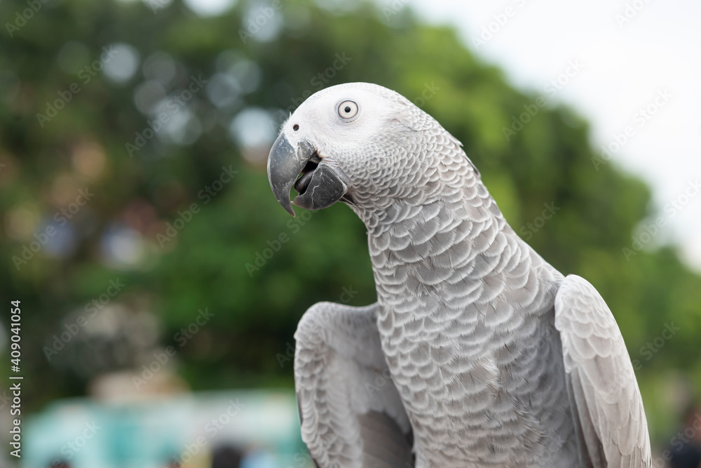 Fototapeta premium African gray parrot on blurred green background