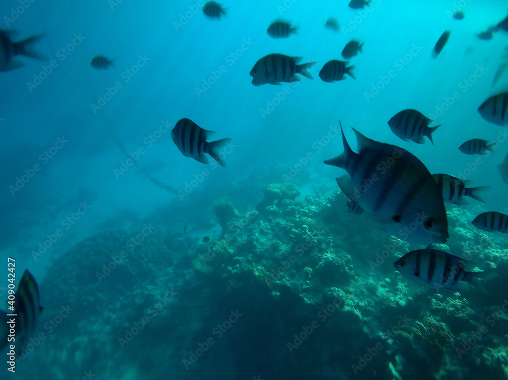 Fototapeta premium Tropical coral reef. Ecosystem and environment. Egypt. Near Sharm El Sheikh