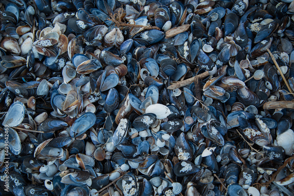 Texture of blue mussel seashells. Texture of blue mussel seashells.
