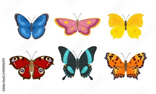 Set of butterflies of different colors and shapes isolated on a white background. Beautiful flying insects. Vector illustration in cartoon flat style. © Sunnydream