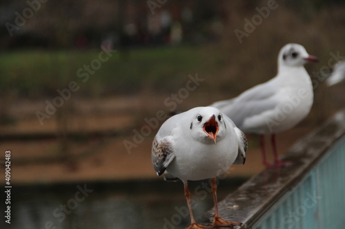 bird opening beak
