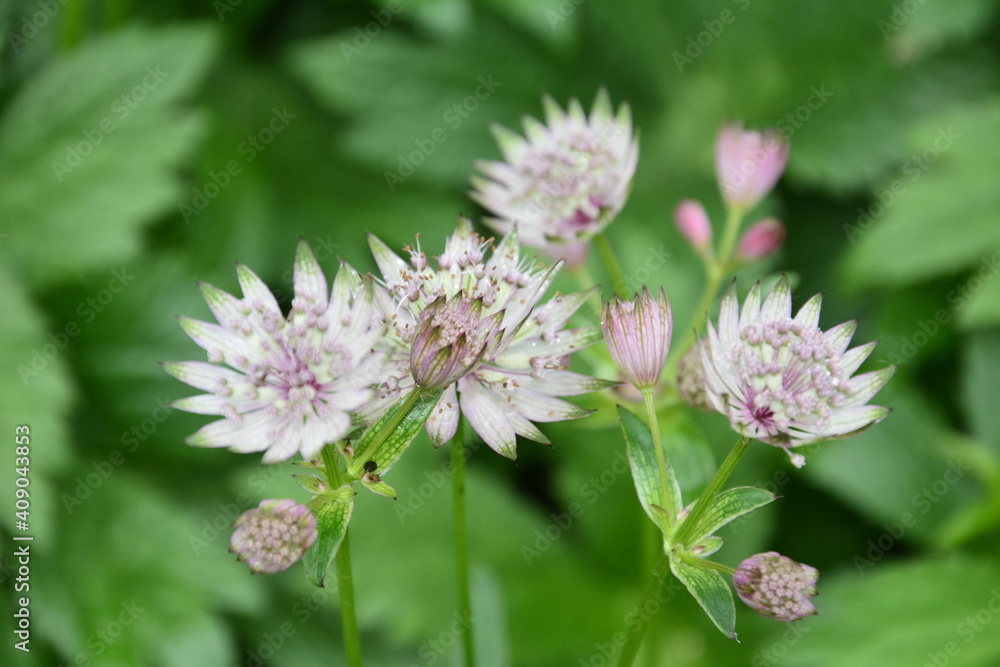 fleur 10 fleur 10
