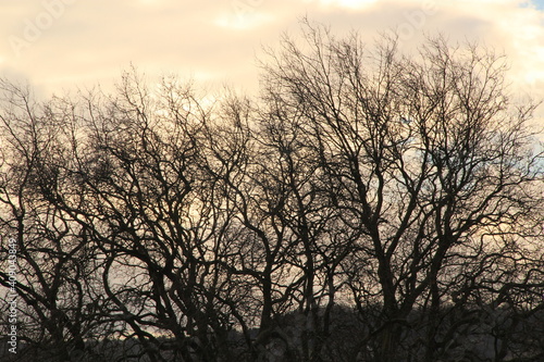 sunset silhouette of a tree