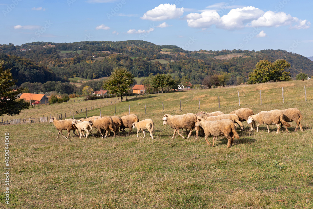 Sheep Sunny Day