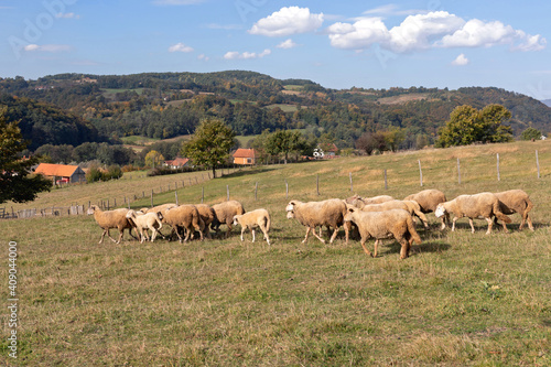 Sheep Sunny Day